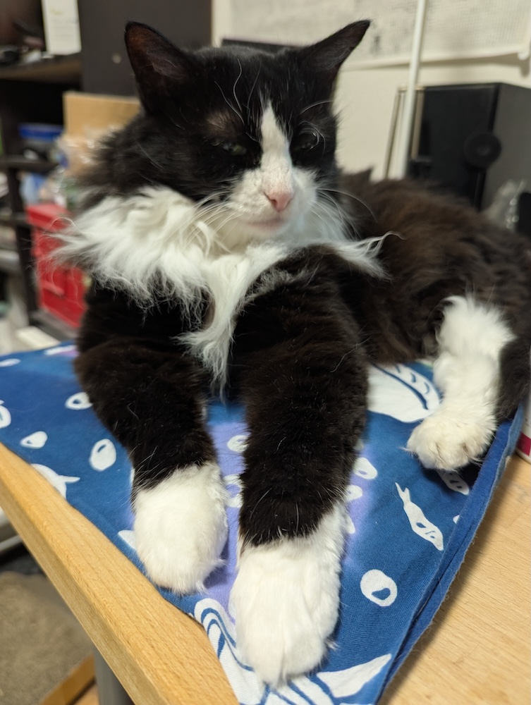 つやつやのお手手をかいぬしに褒められるゆかり