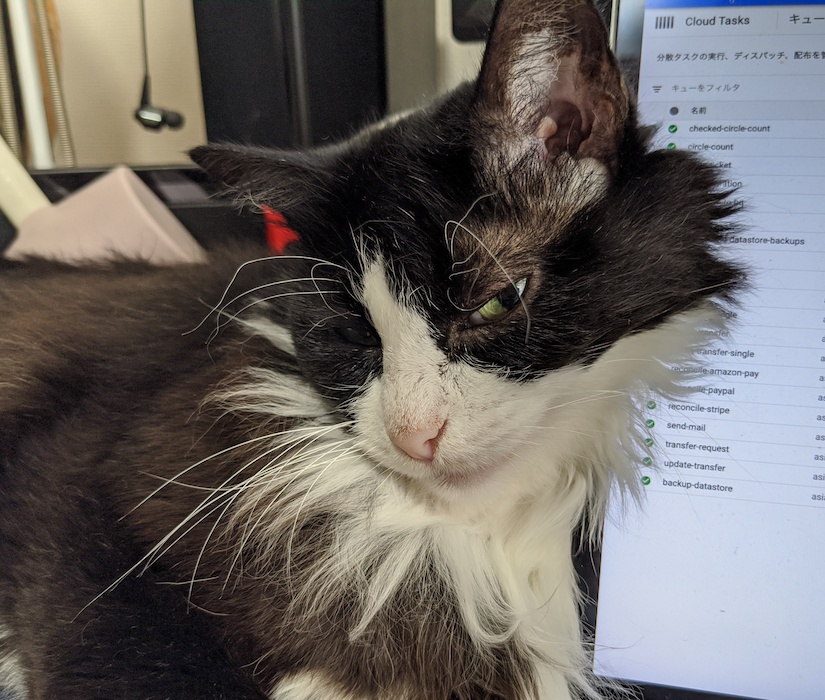 かいぬしの作業をおじゃまするゆかり