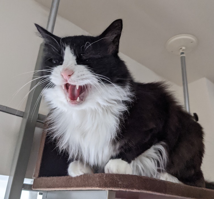 おこゆかり(最近の写真じゃないけど)