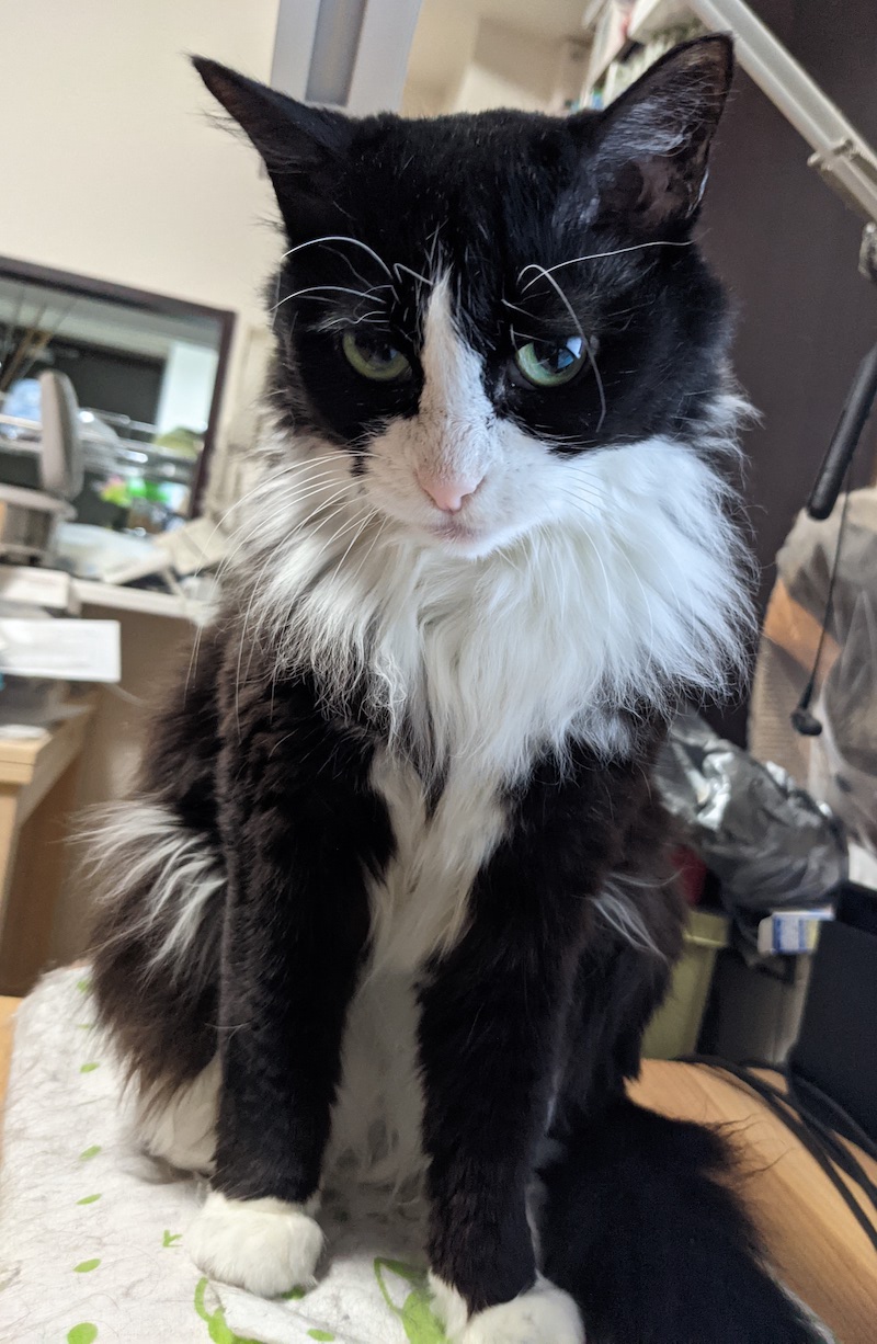 かいぬしと目があったゆかり