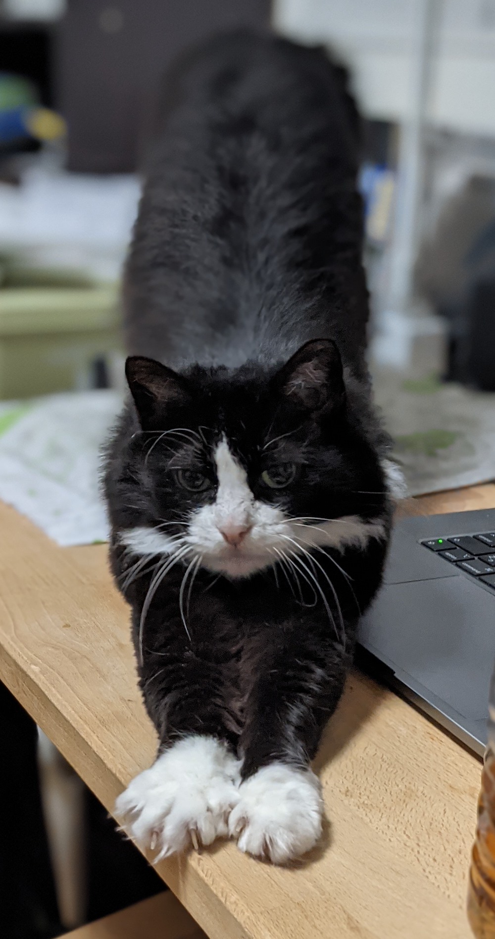 伸びをしてから膝に向かおうと思っているゆかり