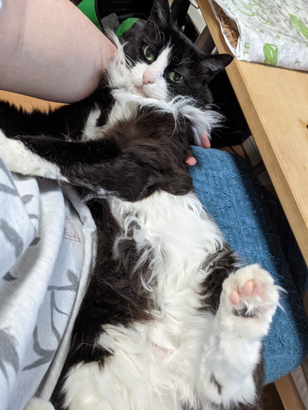 超貴重な膝の上で裏返し(普段は嫌がる)になってるゆかり