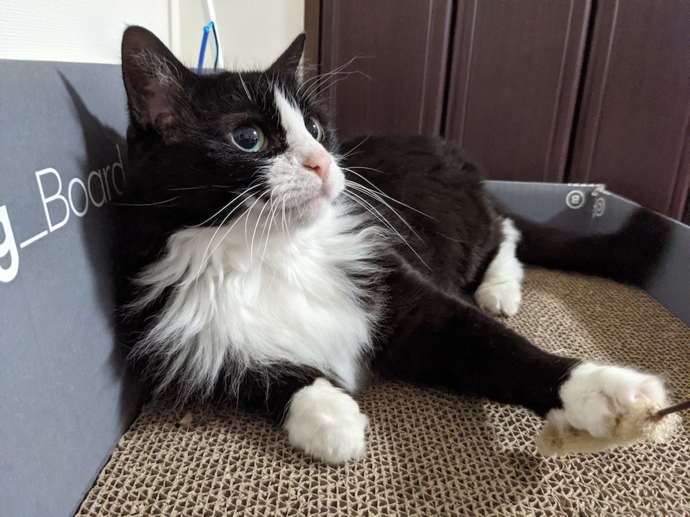 Catlog Boardの空き箱は遊び場になる設計なのだ!