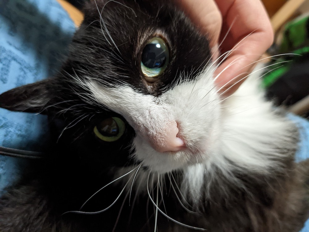 膝の上で顎をかいかいされるゆかり