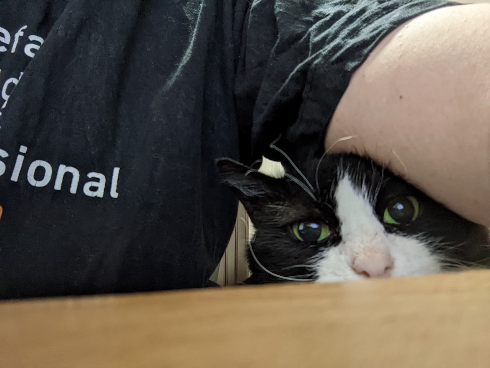 かいぬしの仕事ぷりを監視しているゆかり