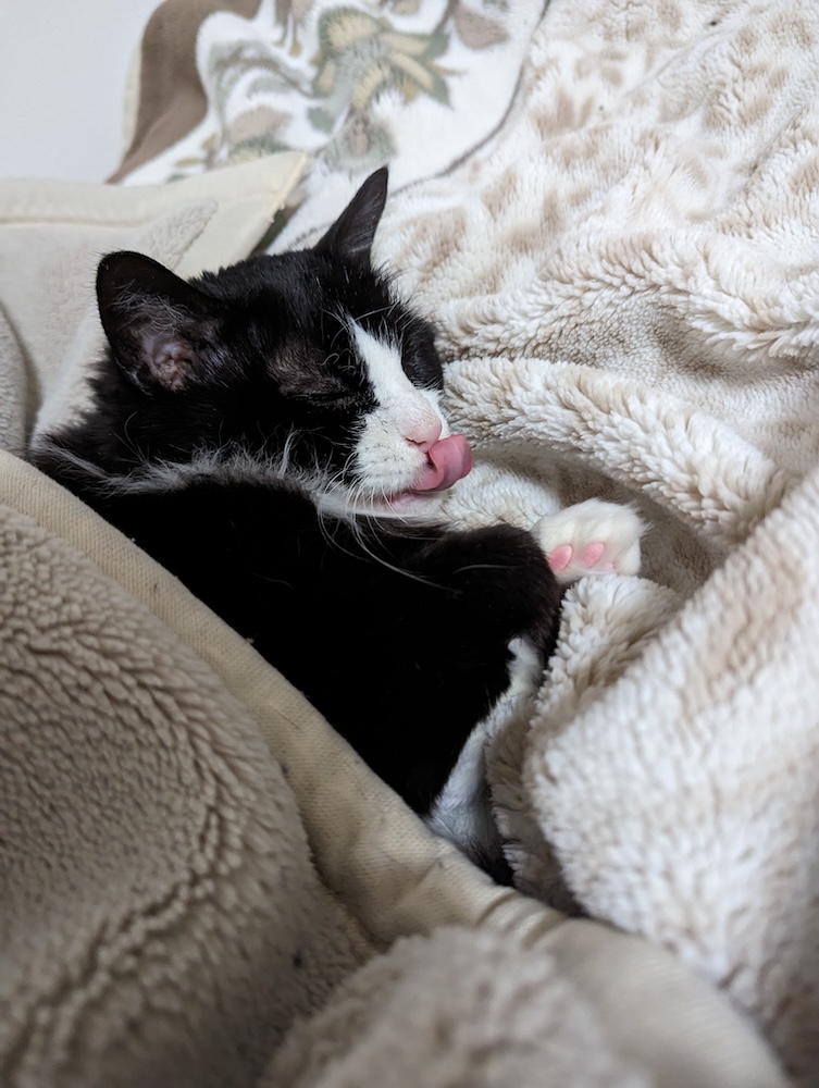 舌ぺろしつつ寝るゆかり