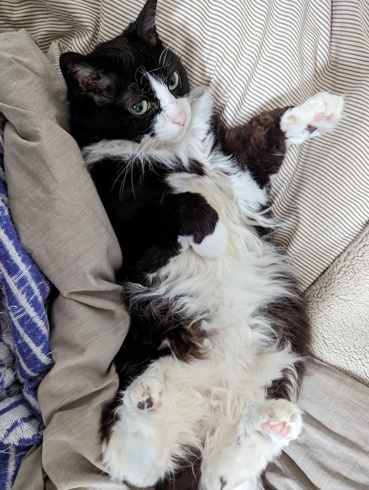 ひっくり返した後なぜか動かなかったので写真が撮れたゆかり