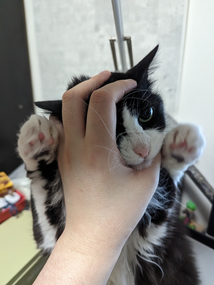 顔をわっしとされるゆかり