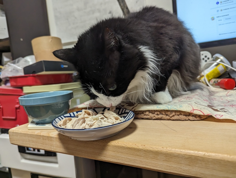 誕生日のささみを食べるゆかり