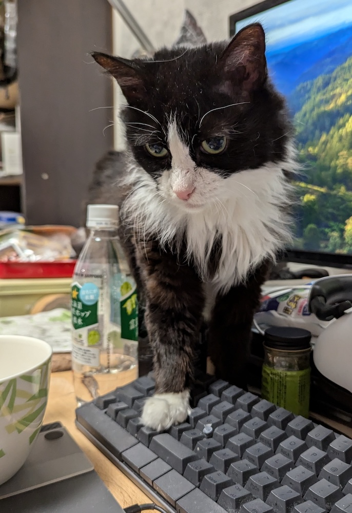 キーボードの上を歩くとかいぬしがピニャるのをよく理解しているゆかり