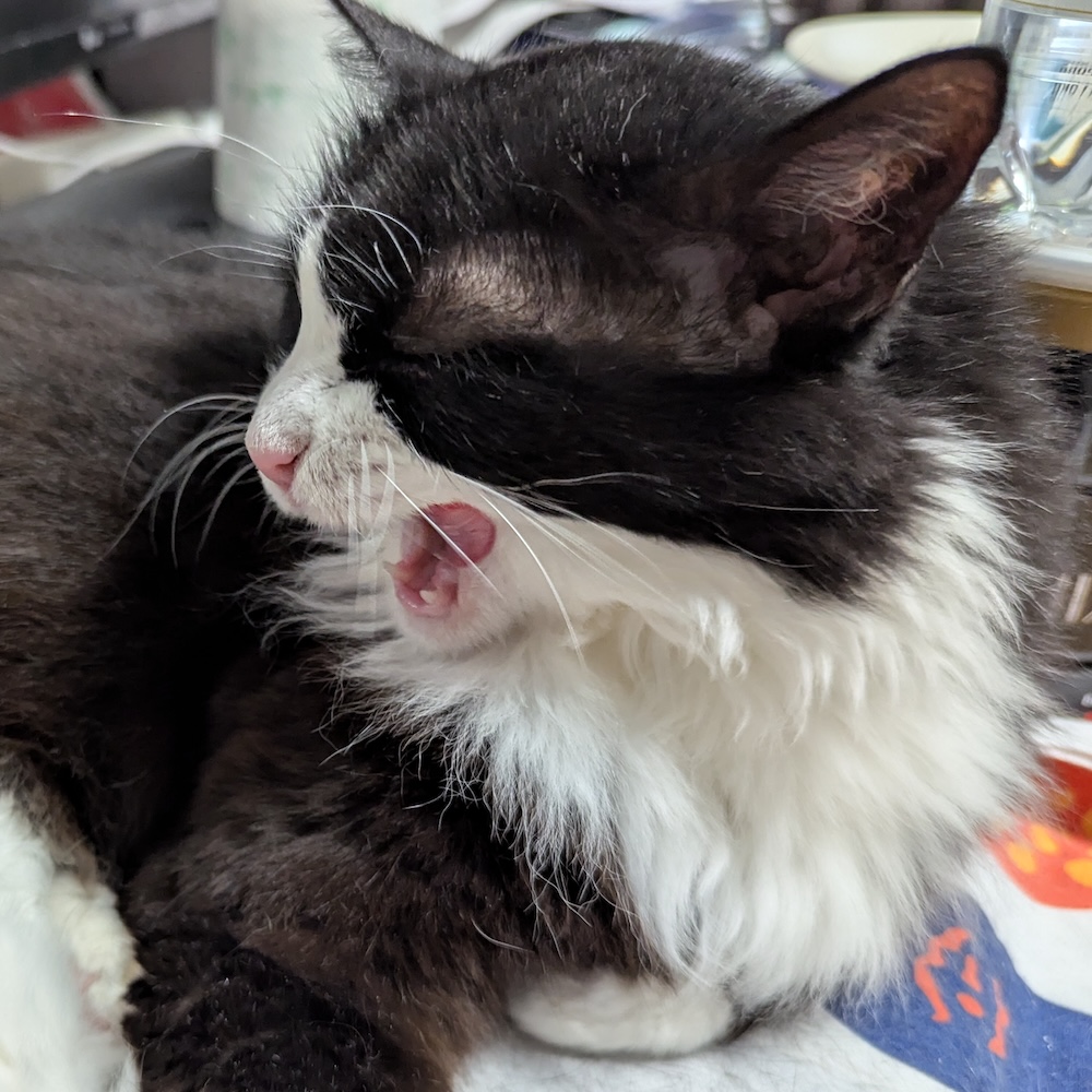 食後の身だしなみをするゆかり