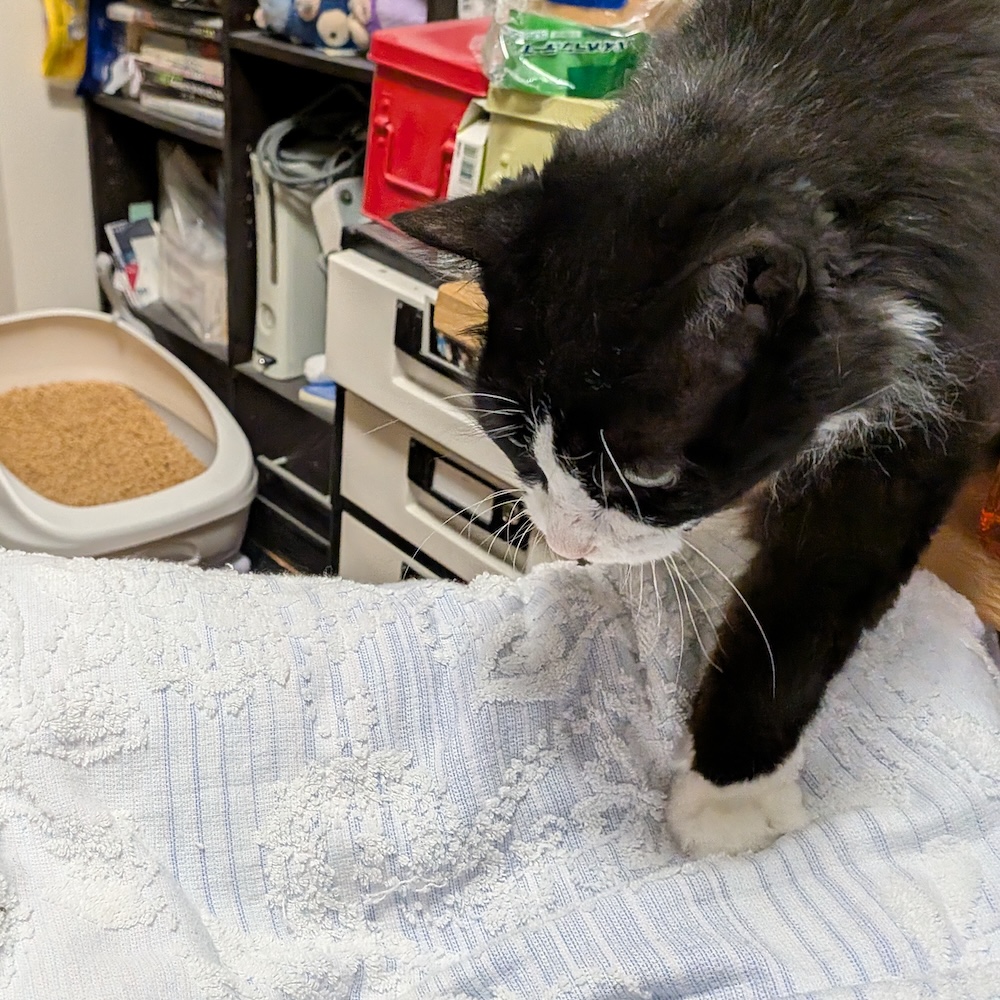 かいぬしの膝上にお邪魔するゆかり