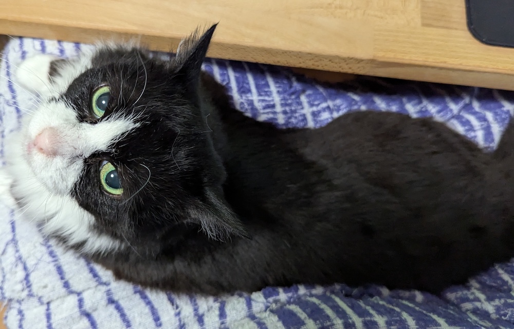 かいぬしの膝上で撫でを要求するゆかり